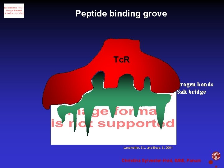 Peptide binding grove Tc. R Hydrogen bonds Salt bridge Hydrogen bonds Pockets Lauemøller, S.
