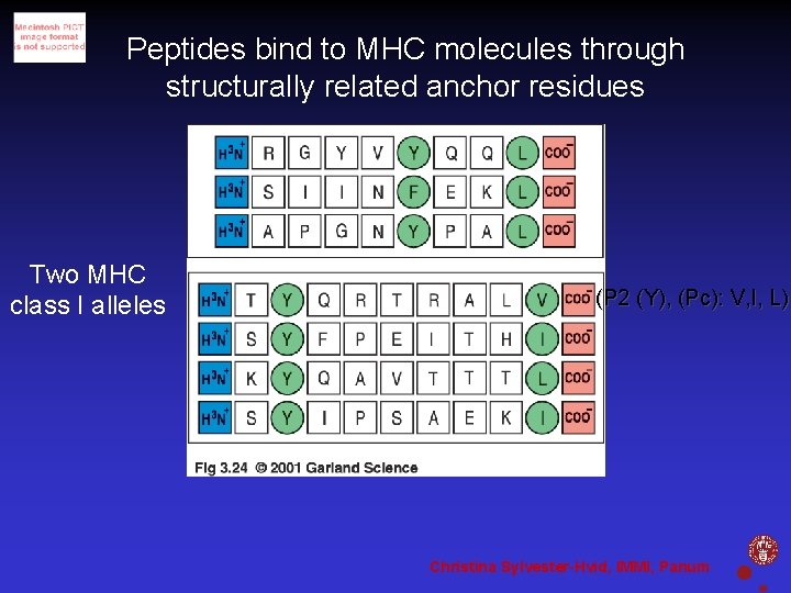 Peptides bind to MHC molecules through structurally related anchor residues Two MHC class I