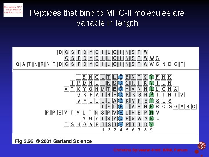 Peptides that bind to MHC-II molecules are variable in length Christina Sylvester-Hvid, IMMI, Panum