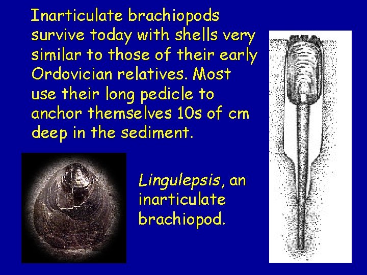 Inarticulate brachiopods survive today with shells very similar to those of their early Ordovician