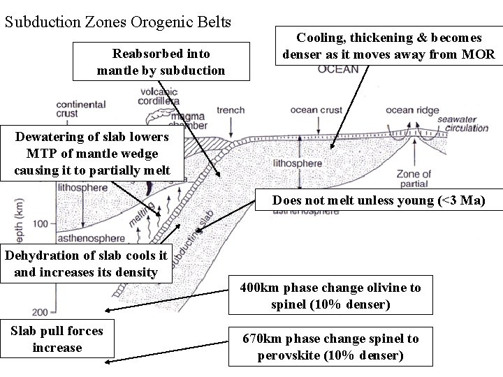 Subduction Zones Orogenic Belts Reabsorbed into mantle by subduction Cooling, thickening & becomes denser
