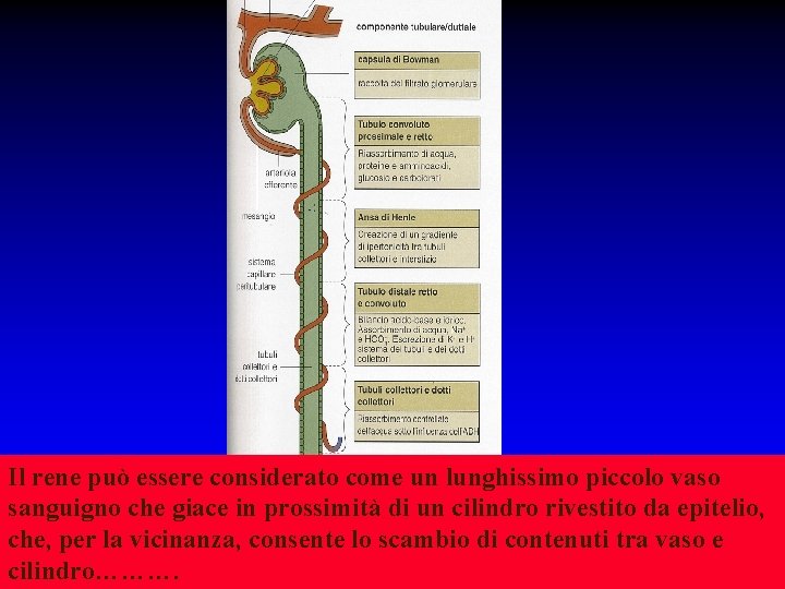 Il rene può essere considerato come un lunghissimo piccolo vaso sanguigno che giace in