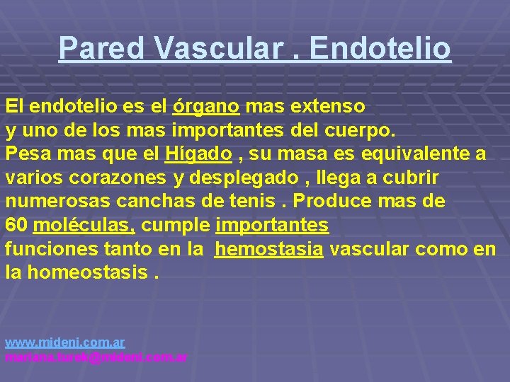 Pared Vascular. Endotelio El endotelio es el órgano mas extenso y uno de los