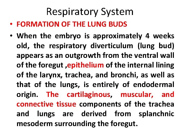 Respiratory System • FORMATION OF THE LUNG BUDS • When the embryo is approximately
