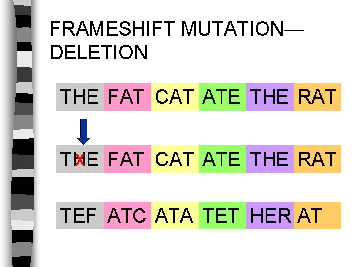 FRAMESHIFT MUTATION— DELETION THE FAT CAT ATE THE RAT X FAT CAT ATE THE