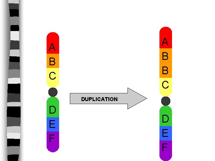 A B B C A B C DUPLICATION D E F 