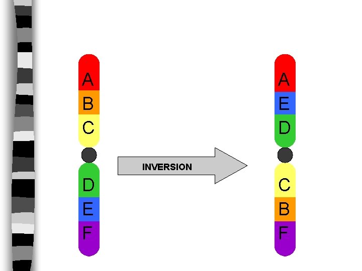 A B C A E D INVERSION D E F C B F 