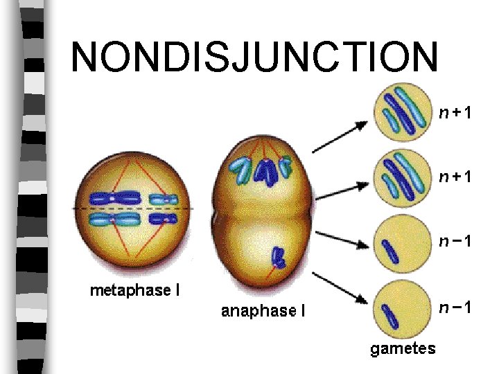 NONDISJUNCTION 