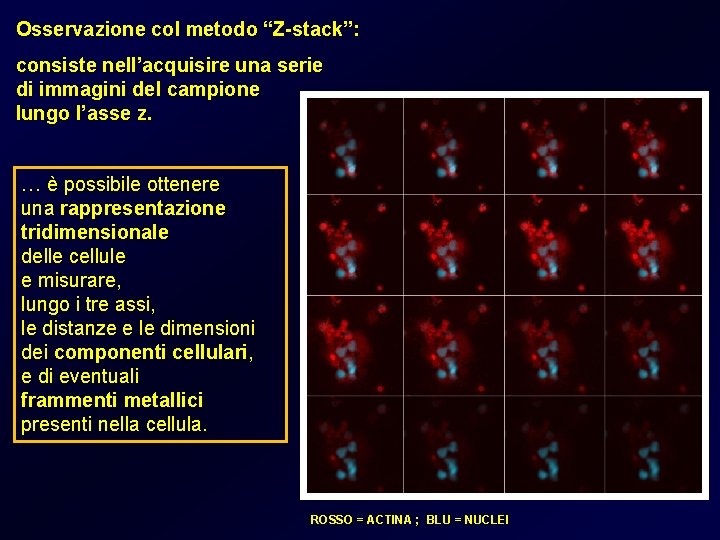 Osservazione col metodo “Z-stack”: consiste nell’acquisire una serie di immagini del campione lungo l’asse