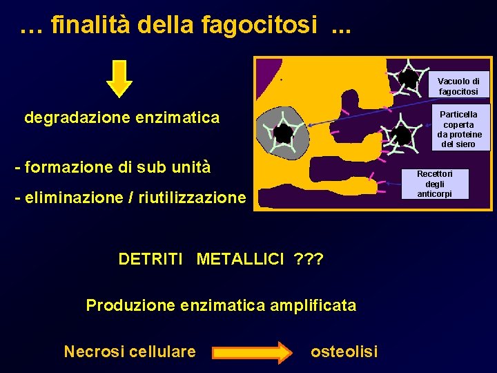 … finalità della fagocitosi. . . Vacuolo di fagocitosi degradazione enzimatica Particella coperta da