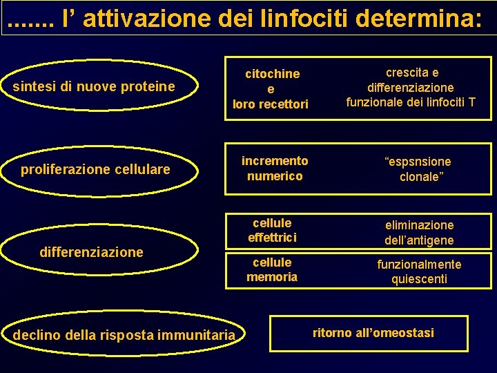 . . . . l’ attivazione dei linfociti determina: sintesi di nuove proteine citochine