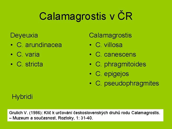 Calamagrostis v ČR Deyeuxia • C. arundinacea • C. varia • C. stricta Calamagrostis