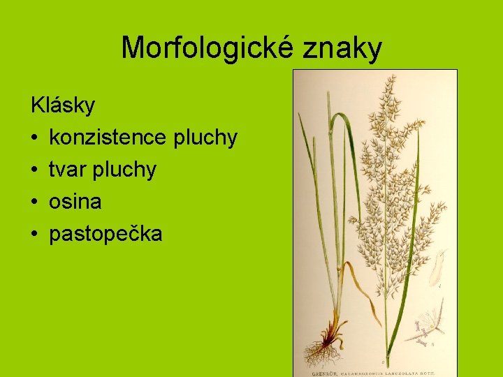 Morfologické znaky Klásky • konzistence pluchy • tvar pluchy • osina • pastopečka 