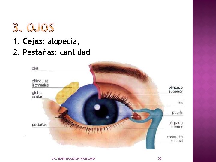 1. Cejas: alopecia, 2. Pestañas: cantidad LIC. NORA HUARACHI ARELLANO 30 