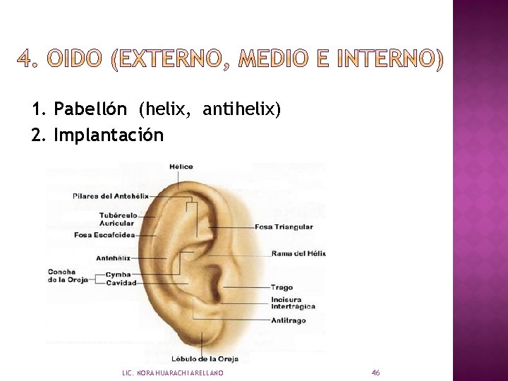 1. Pabellón (helix, antihelix) 2. Implantación LIC. NORA HUARACHI ARELLANO 46 