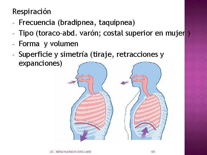 Respiración - Frecuencia (bradipnea, taquipnea) - Tipo (toraco-abd. varón; costal superior en mujer )