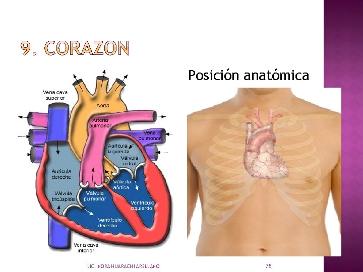 Posición anatómica LIC. NORA HUARACHI ARELLANO 75 