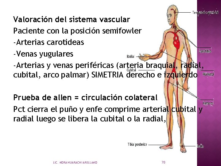 Valoración del sistema vascular Paciente con la posición semifowler -Arterias carotideas -Venas yugulares -Arterias