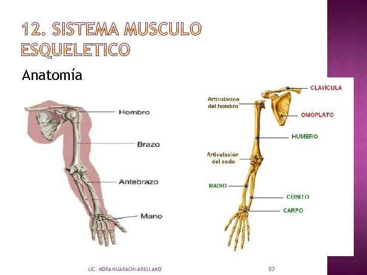 Anatomía LIC. NORA HUARACHI ARELLANO 93 