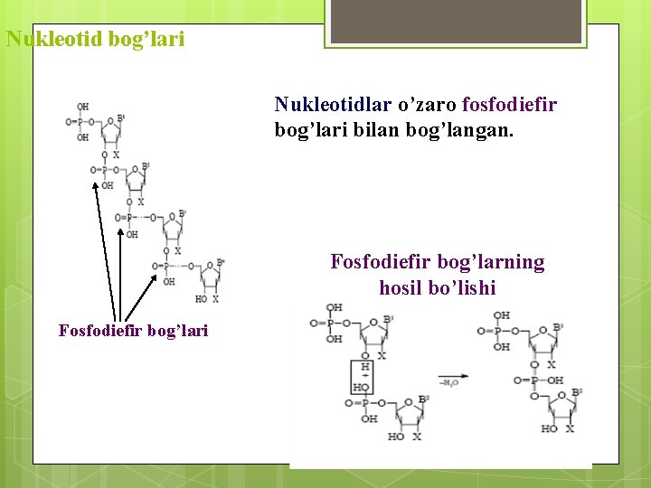 Nukleotid bog’lari Nukleotidlar o’zaro fosfodiefir bog’lari bilan bog’langan. Fosfodiefir bog’larning hosil bo’lishi Fosfodiefir bog’lari