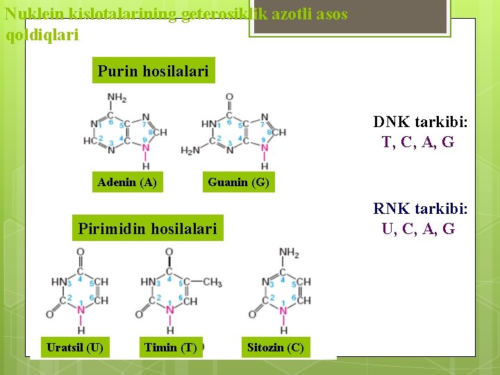 Nuklein kislotalarining geterosiklik azotli asos qoldiqlari Purin hosilalari Производные пурина DNK tarkibi: T, C,