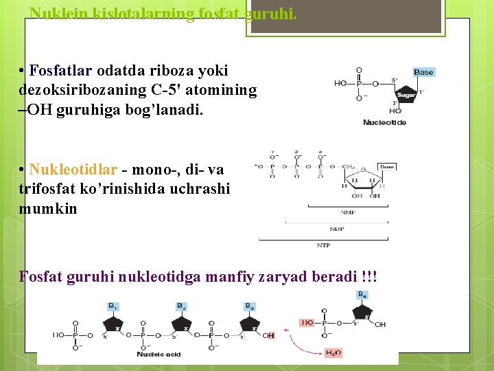 Nuklein kislotalarning fosfat guruhi. • Fosfatlar odatda riboza yoki dezoksiribozaning С-5' аtomining –OH guruhiga