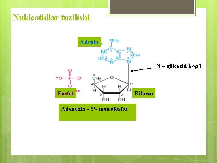 Nukleotidlar tuzilishi Аdenin N – glikozid bog’i Fosfat Аdenozin - 5'- monofosfat Riboza 