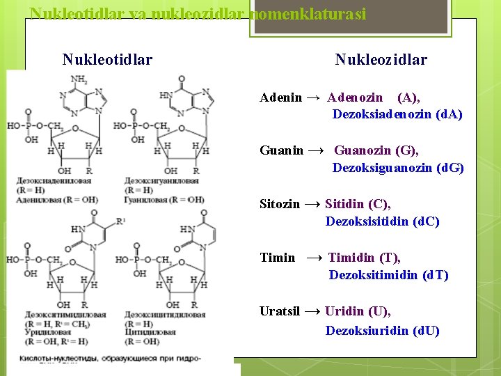 Nukleotidlar va nukleozidlar nomenklaturasi Nukleozidlar Nukleotidlar Аdenin → Аdenozin (А), Dezoksiadenozin (d. А) Guanin