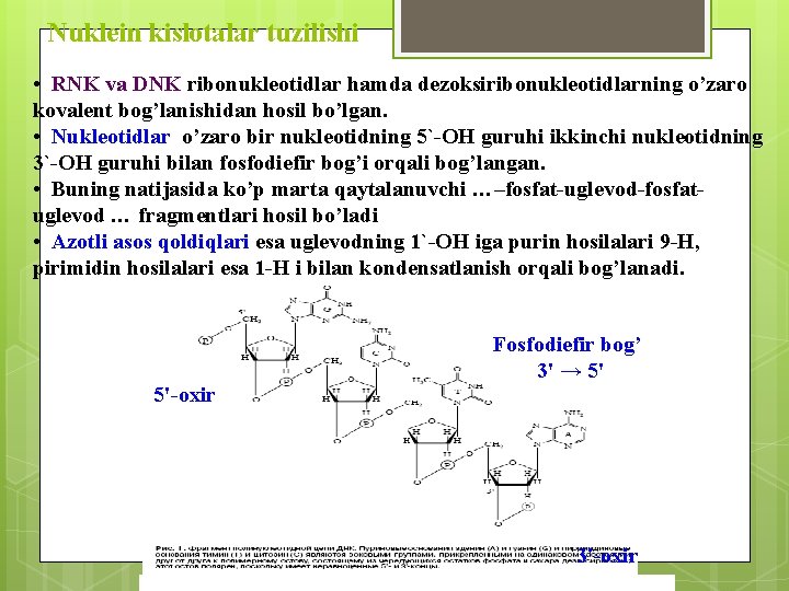 Nuklein kislotalar tuzilishi • RNK va DNK ribonukleotidlar hamda dezoksiribonukleotidlarning o’zaro kovalent bog’lanishidan hosil