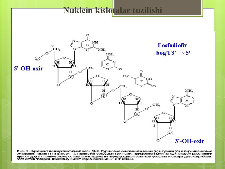 Nuklein kislotalar tuzilishi Fosfodiefir bog’i 3' → 5' 5'-ОН-oxir 3'-ОН-oxir 
