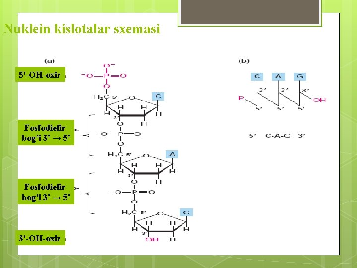 Nuklein kislotalar sxemasi 5'-ОН-oxir Fosfodiefir bog’i 3' → 5' 3'-ОН-oxir 