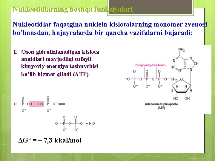 Nukleotidlarning boshqa funksiyalari Nukleotidlar faqatgina nuklein kislotalarning monomer zvenosi bo’lmasdan, hujayralarda bir qancha vazifalarni