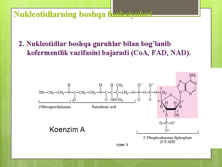 Nukleotidlarning boshqa funksiyalari 2. Nukleotidlar boshqa guruhlar bilan bog’lanib kofermentlik vazifasini bajaradi (Со. А,