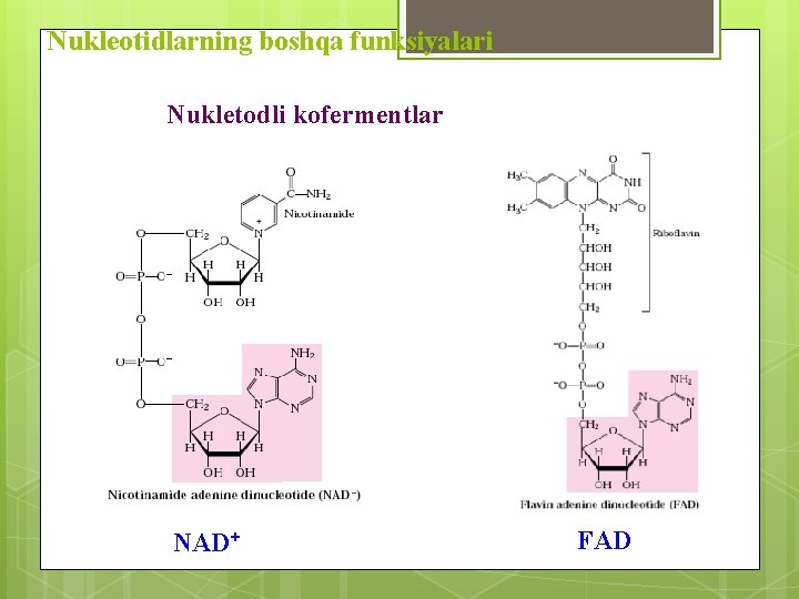 Nukleotidlarning boshqa funksiyalari Nukletodli kofermentlar NAD+ FAD 