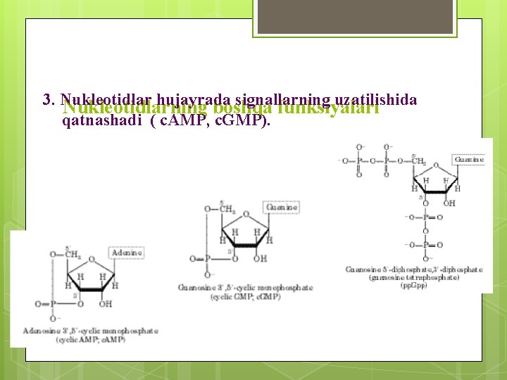 3. Nukleotidlar hujayrada signallarning uzatilishida Nukleotidlarning boshqa funksiyalari qatnashadi ( с. AMP, c. GMP).