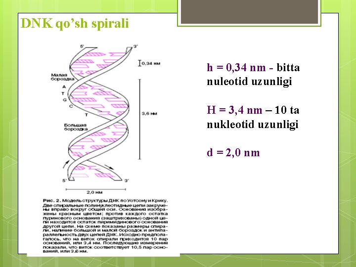 DNK qo’sh spirali h = 0, 34 nm - bitta nuleotid uzunligi Н =