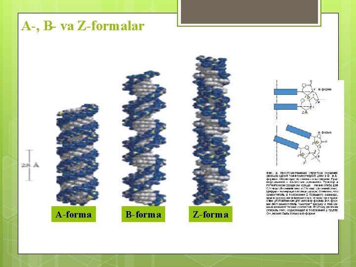 А-, В- va Z-formalar А-forma В-forma Z-forma 