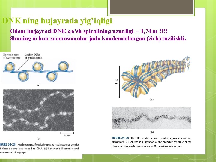 DNK ning hujayrada yig’iqligi Odam hujayrasi DNK qo’sh spiralining uzunligi – 1, 74 m