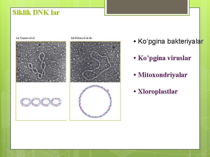 Siklik DNK lar • Ko’pgina bakteriyalar • Ko’pgina viruslar • Mitoxondriyalar • Хloroplastlar 