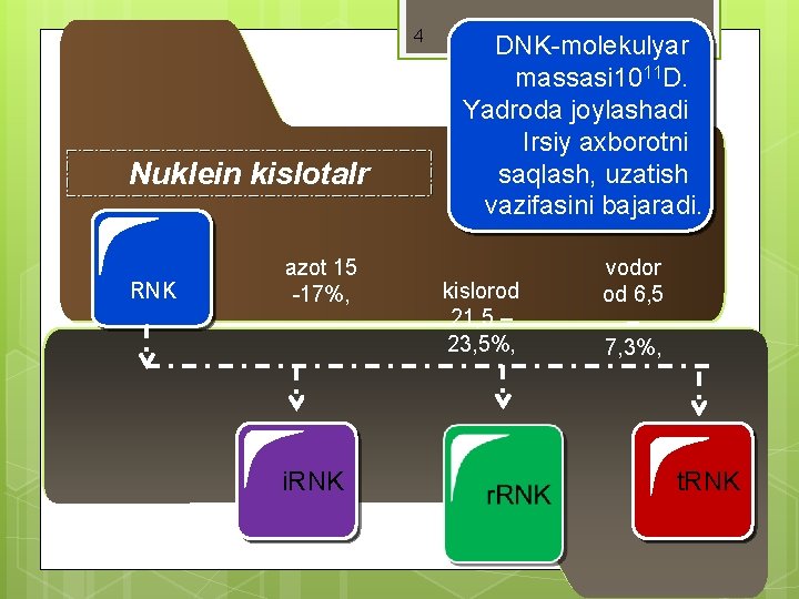 4 Nuklein kislotalr RNK azot 15 -17%, i. RNK DNK-molekulyar massasi 1011 D. Yadroda