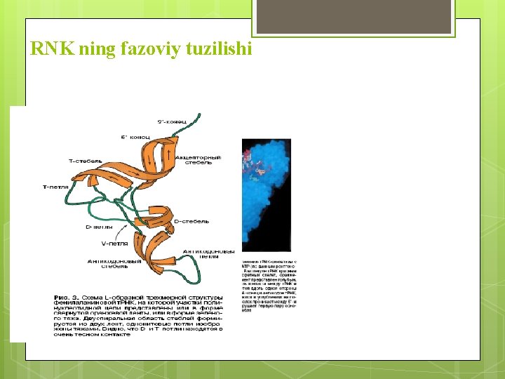 RNK ning fazoviy tuzilishi 