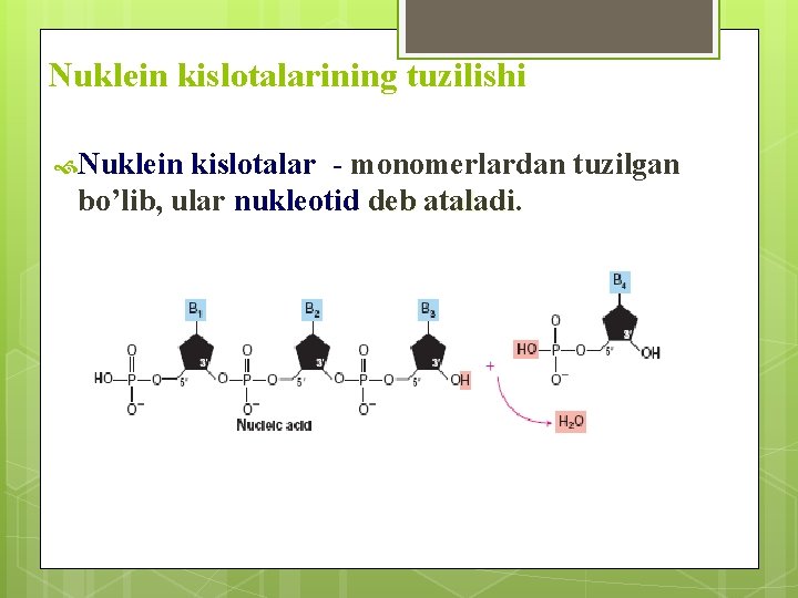 Nuklein kislotalarining tuzilishi Nuklein kislotalar - monomerlardan tuzilgan bo’lib, ular nukleotid deb ataladi. 