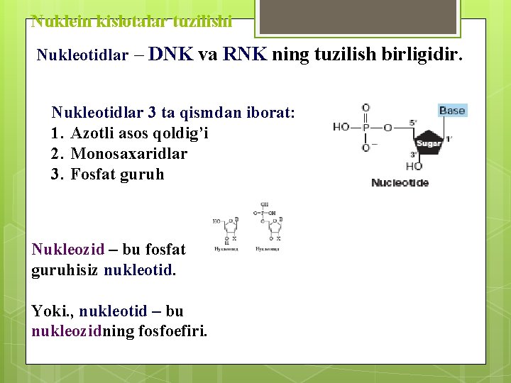 Nuklein kislotalar tuzilishi Nukleotidlar – DNK va RNK ning tuzilish birligidir. Nukleotidlar 3 ta