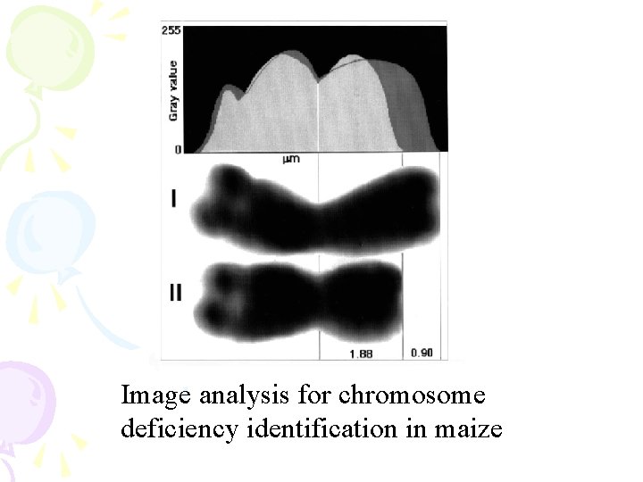 Image analysis for chromosome deficiency identification in maize 