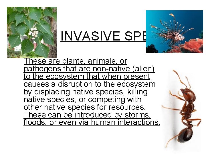 INVASIVE SPECIES These are plants, animals, or pathogens that are non-native (alien) to the