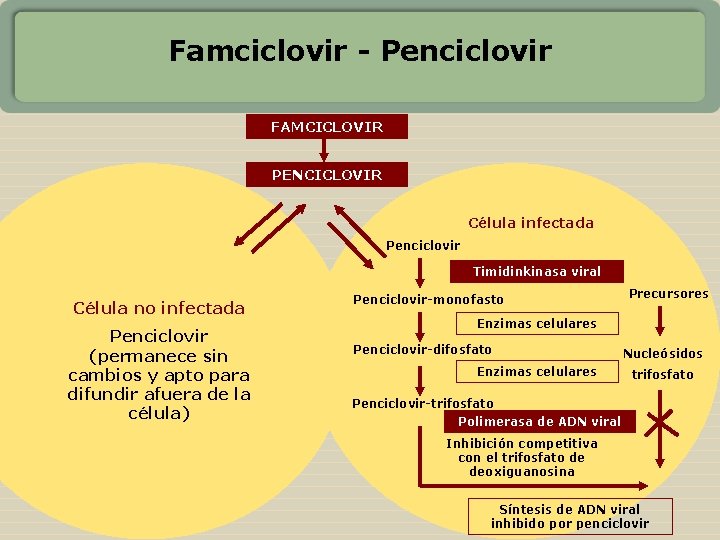 Famciclovir - Penciclovir FAMCICLOVIR PENCICLOVIR Célula infectada Penciclovir Timidinkinasa viral Célula no infectada Penciclovir