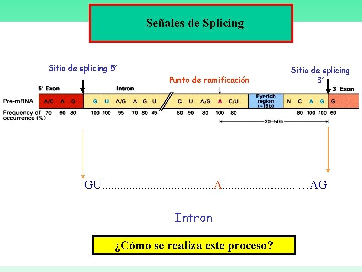 Señales de Splicing Sitio de splicing 5’ Punto de ramificación Sitio de splicing 3’