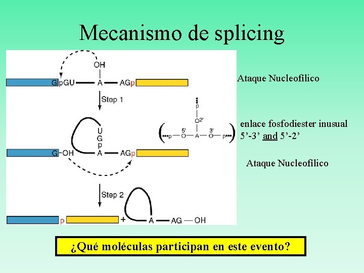 Mecanismo de splicing Ataque Nucleofílico enlace fosfodiester inusual 5’-3’ and 5’-2’ Ataque Nucleofílico ¿Qué