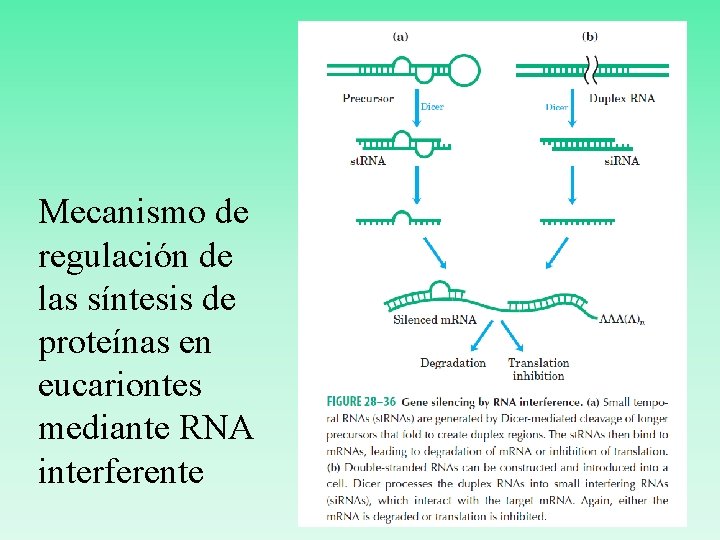 Mecanismo de regulación de las síntesis de proteínas en eucariontes mediante RNA interferente 