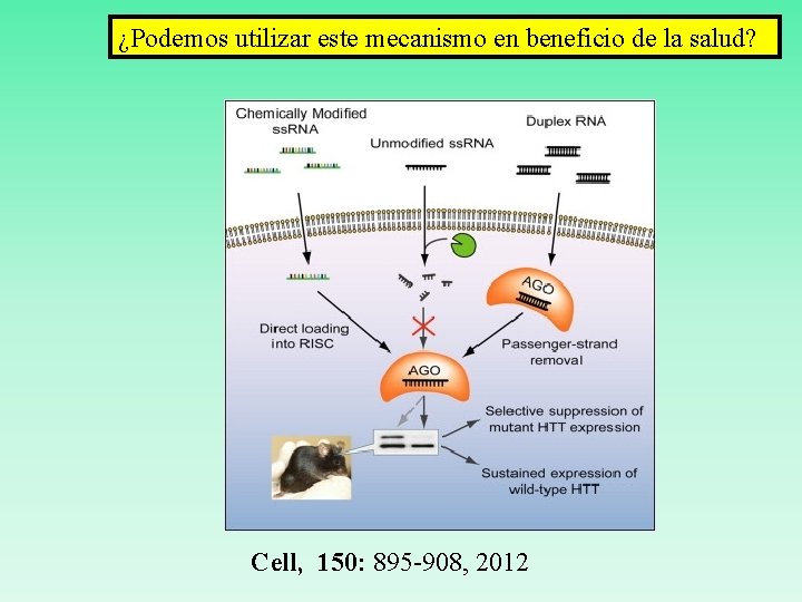 ¿Podemos utilizar este mecanismo en beneficio de la salud? Cell, 150: 895 -908, 2012